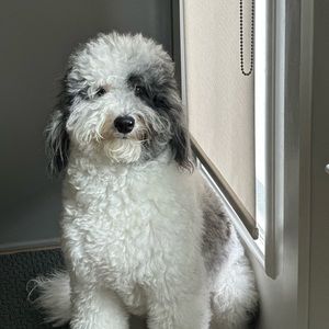 Meet your Posher, Elie